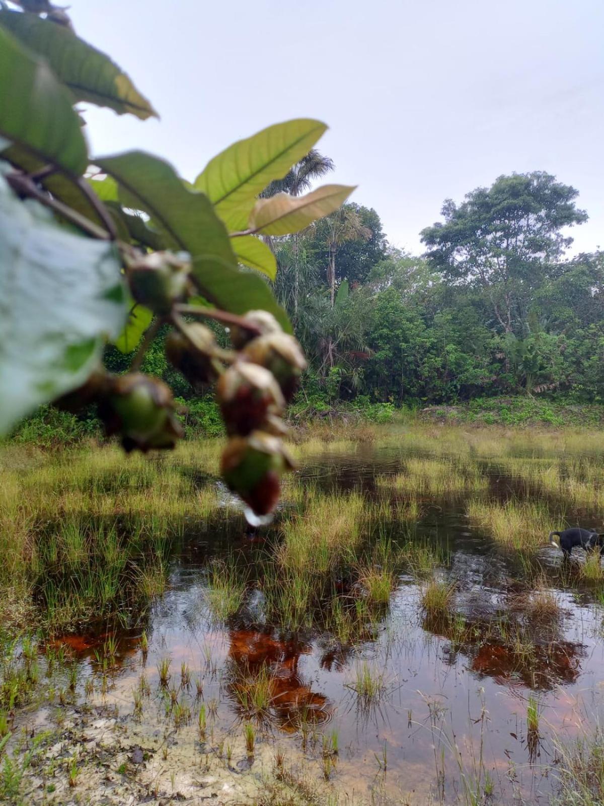 Eco Sitio O Labirinto Do Fauno 호텔 모스케이루 외부 사진