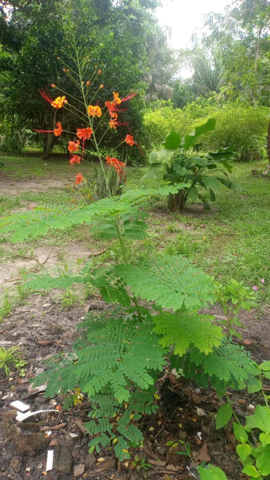 Eco Sitio O Labirinto Do Fauno 호텔 모스케이루 외부 사진