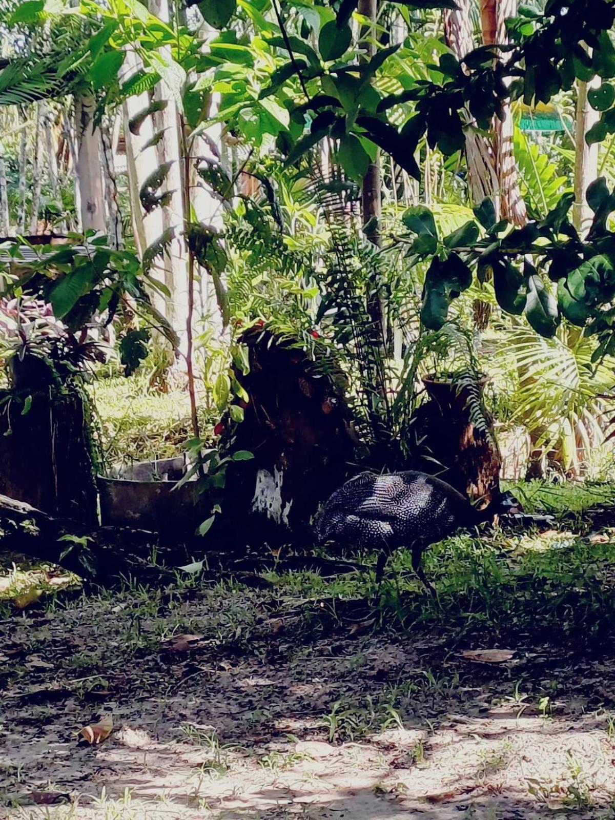Eco Sitio O Labirinto Do Fauno 호텔 모스케이루 외부 사진